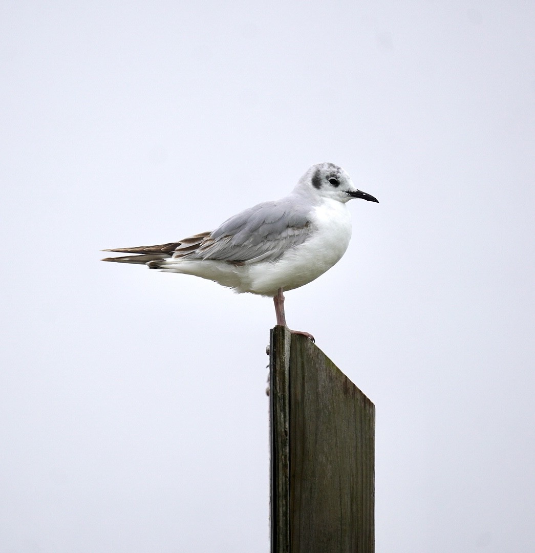 Mouette de Bonaparte - ML620181811