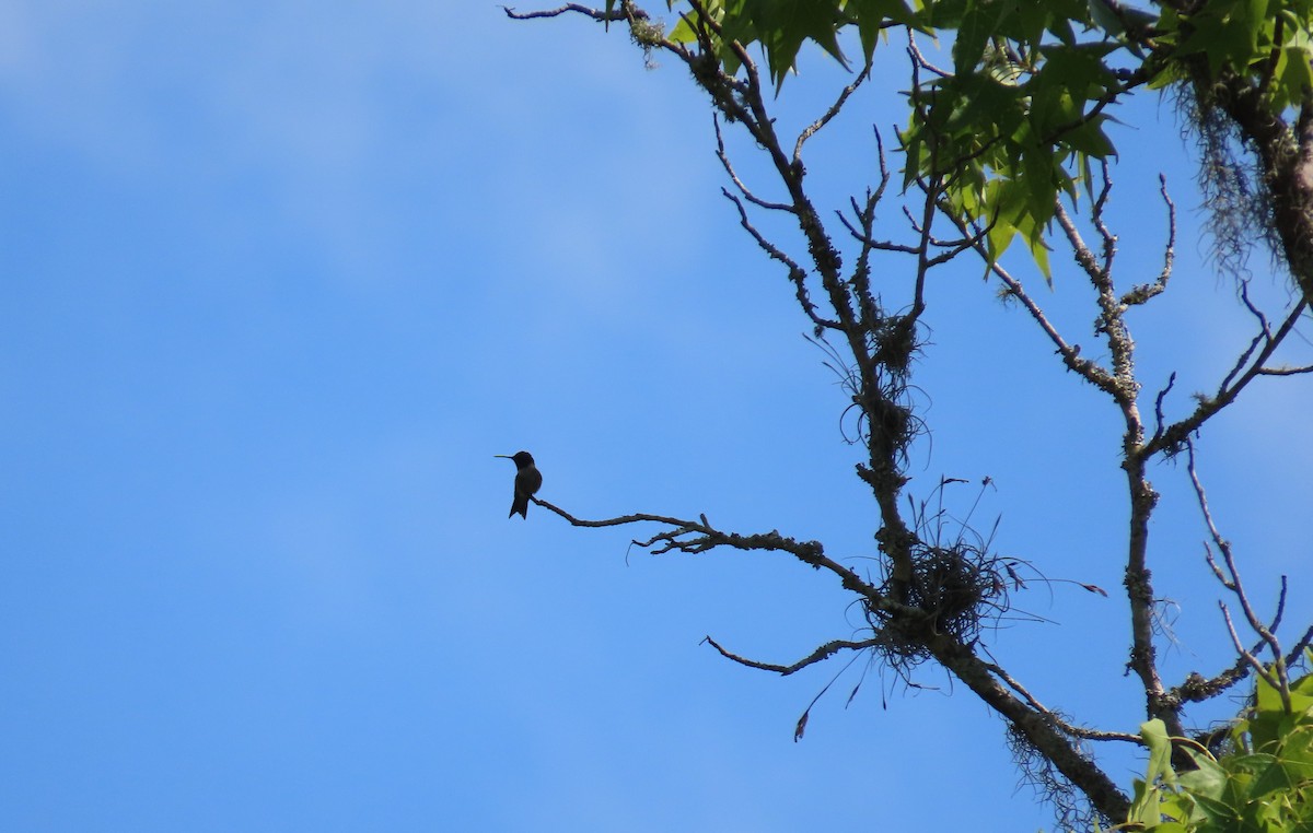 Colibri à gorge rubis - ML620181833