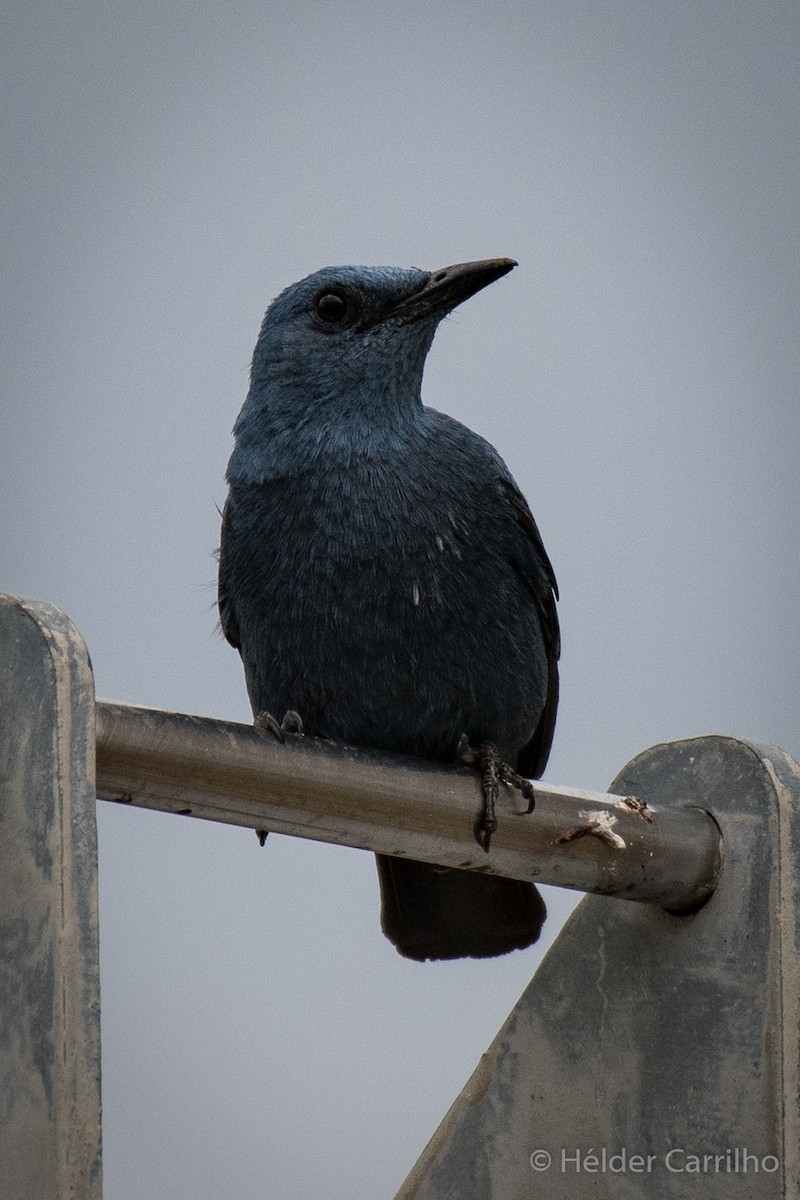 Blue Rock-Thrush - ML620181834