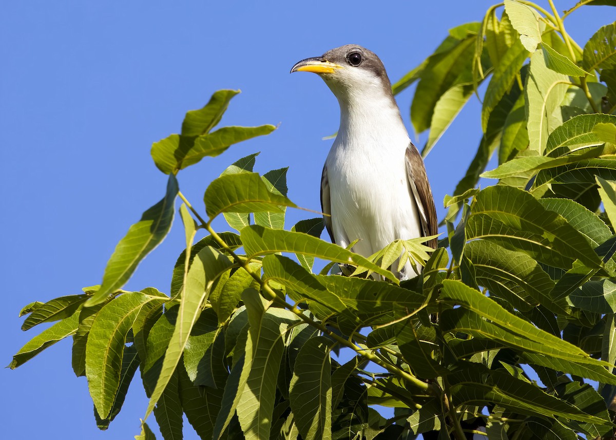 Yellow-billed Cuckoo - ML620181835