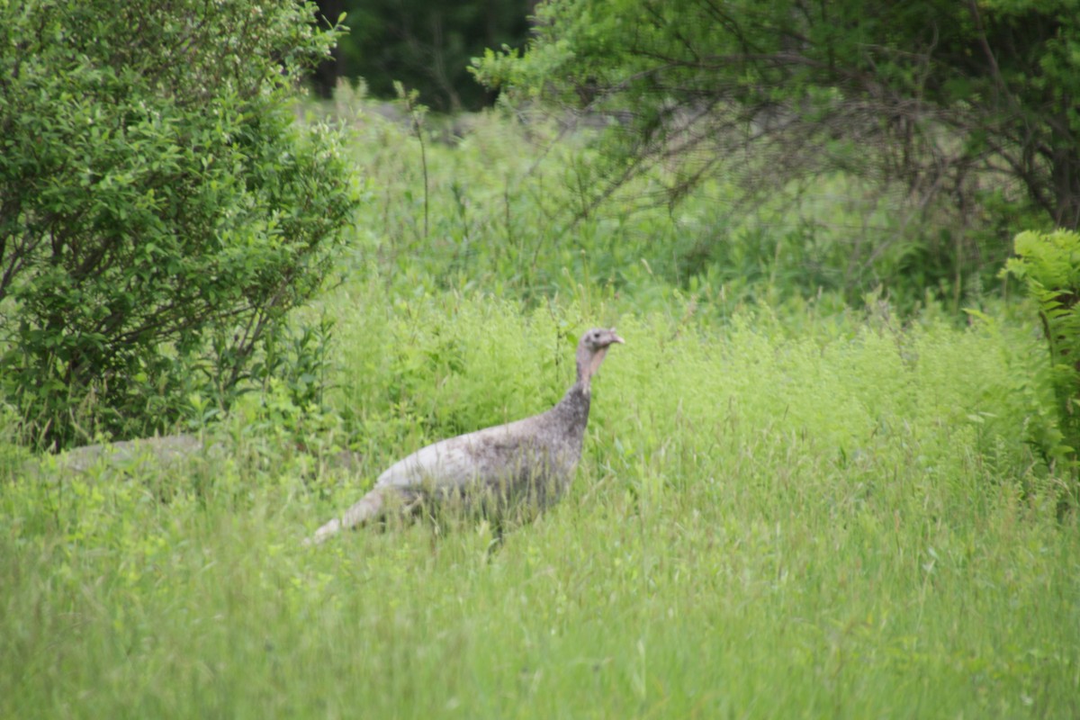 Wild Turkey - ML620181838