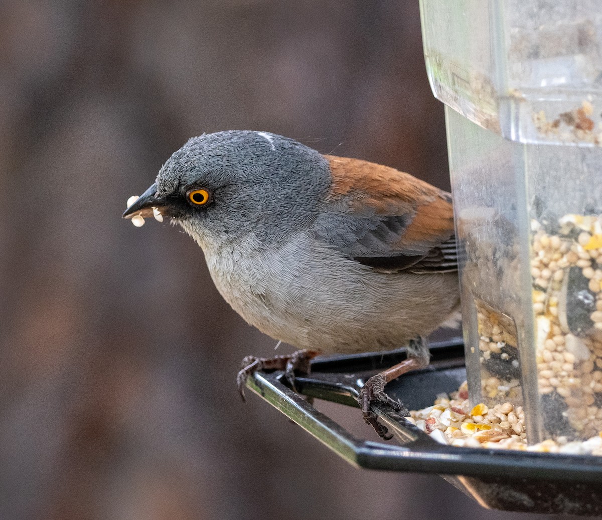 Junco Ojilumbre - ML620181840