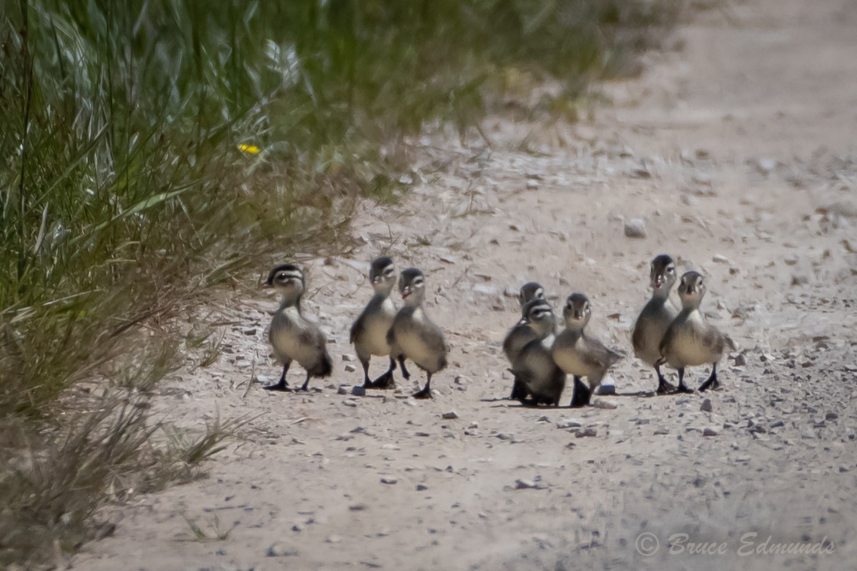 Wood Duck - ML620181841