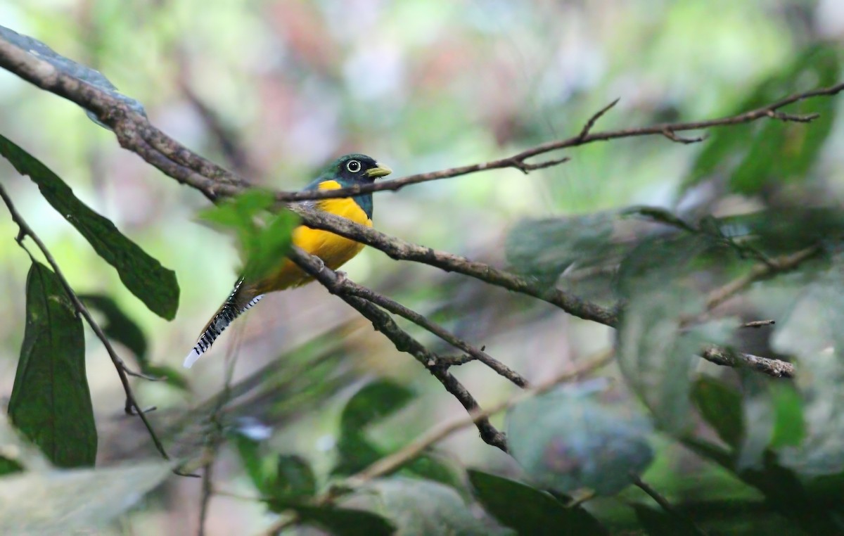 Amazonian Black-throated Trogon - ML620181843