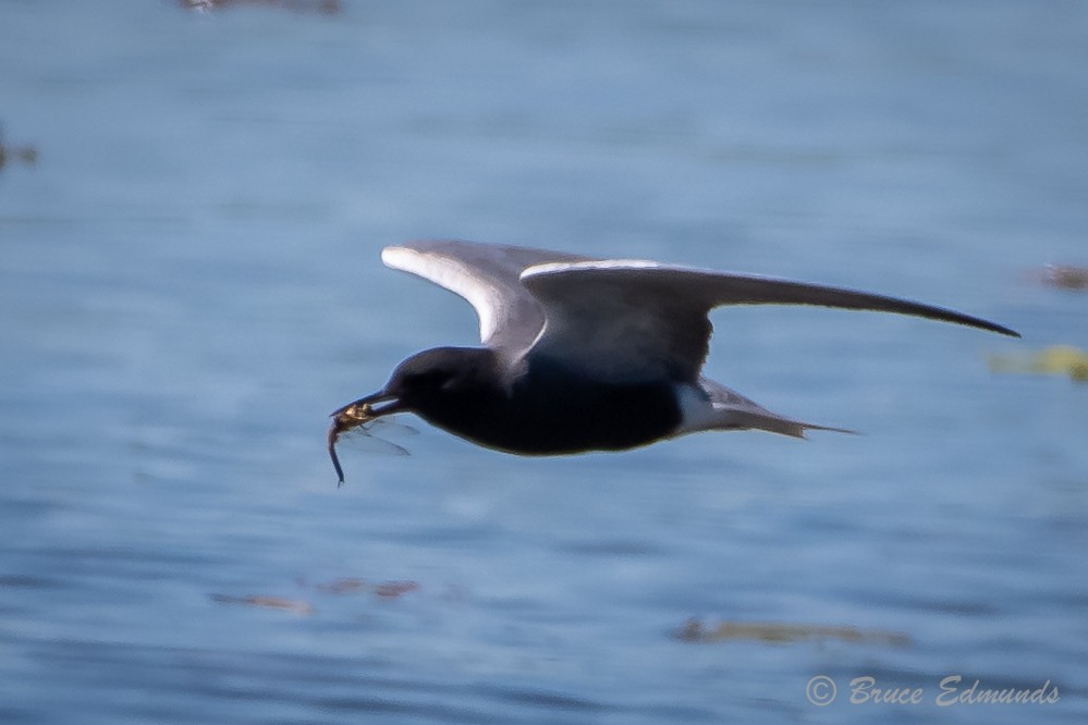 Black Tern - ML620181852