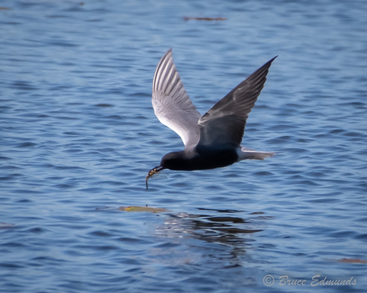 Black Tern - ML620181853