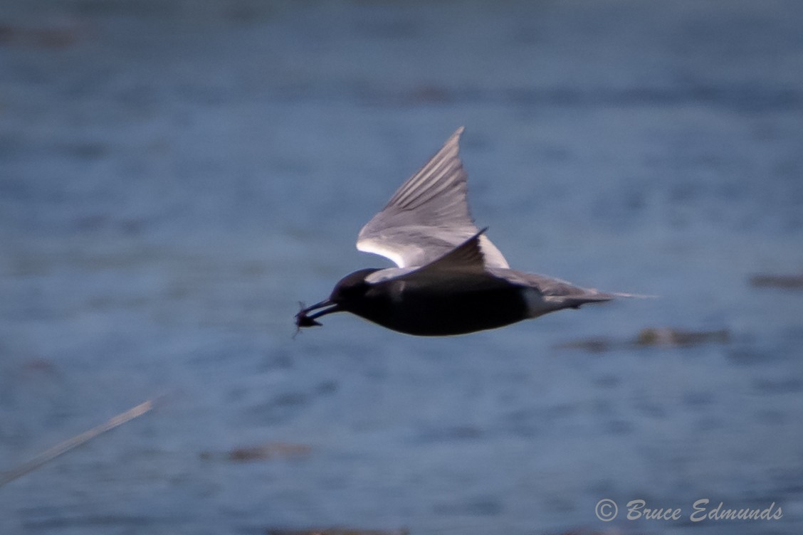 Black Tern - ML620181854