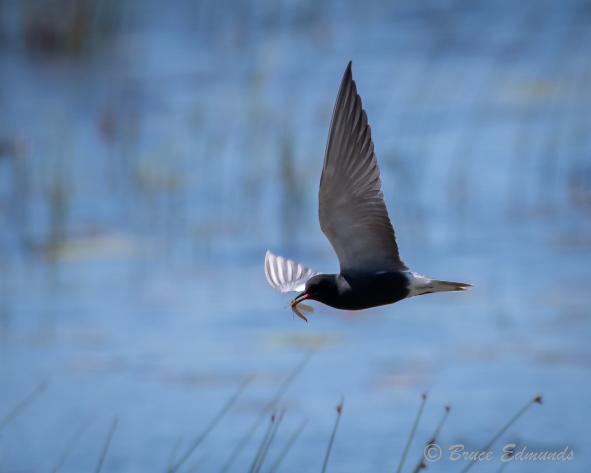 Black Tern - ML620181855