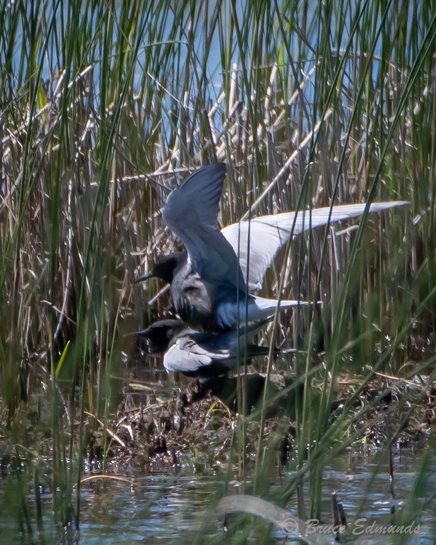 Black Tern - ML620181856