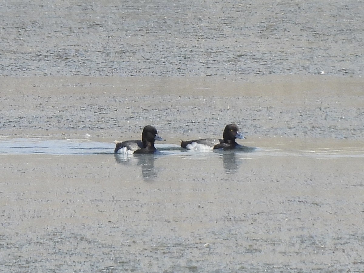 Lesser Scaup - ML620181857