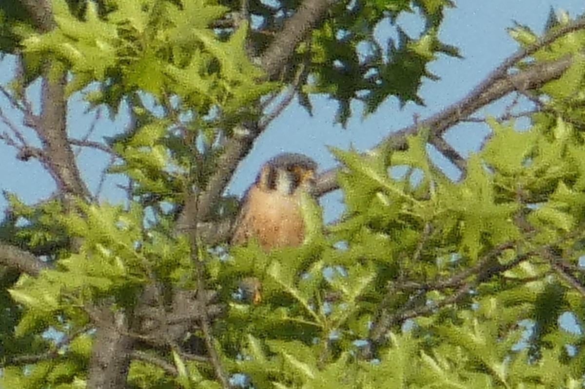 American Kestrel - ML620181864