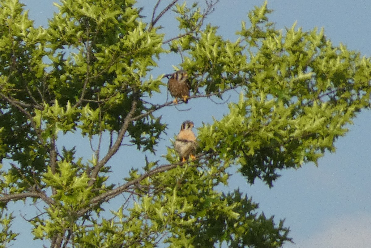 American Kestrel - ML620181865