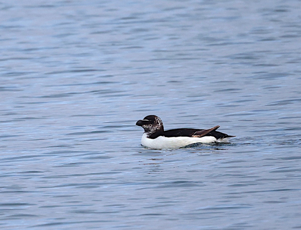 Razorbill - ML620181868