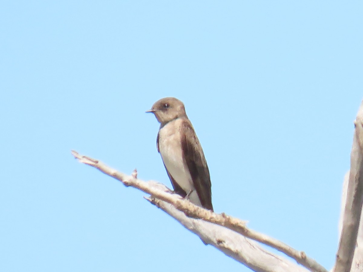 Northern Rough-winged Swallow - ML620181873