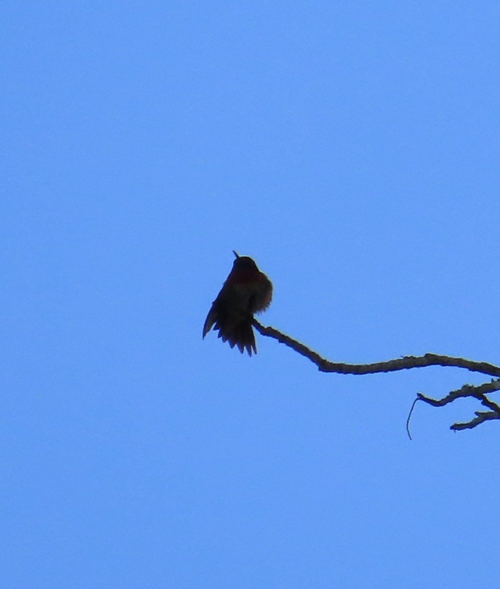 Ruby-throated Hummingbird - ML620181877