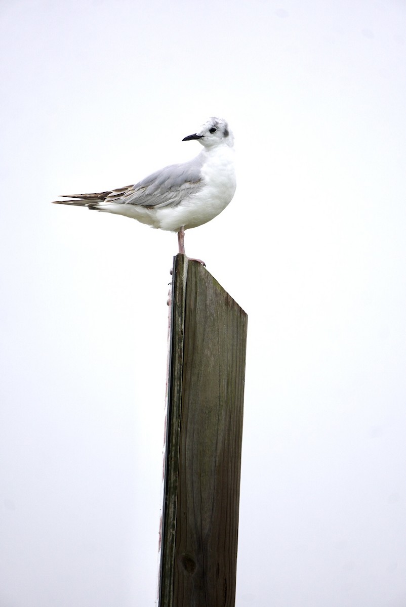 Mouette de Bonaparte - ML620181892