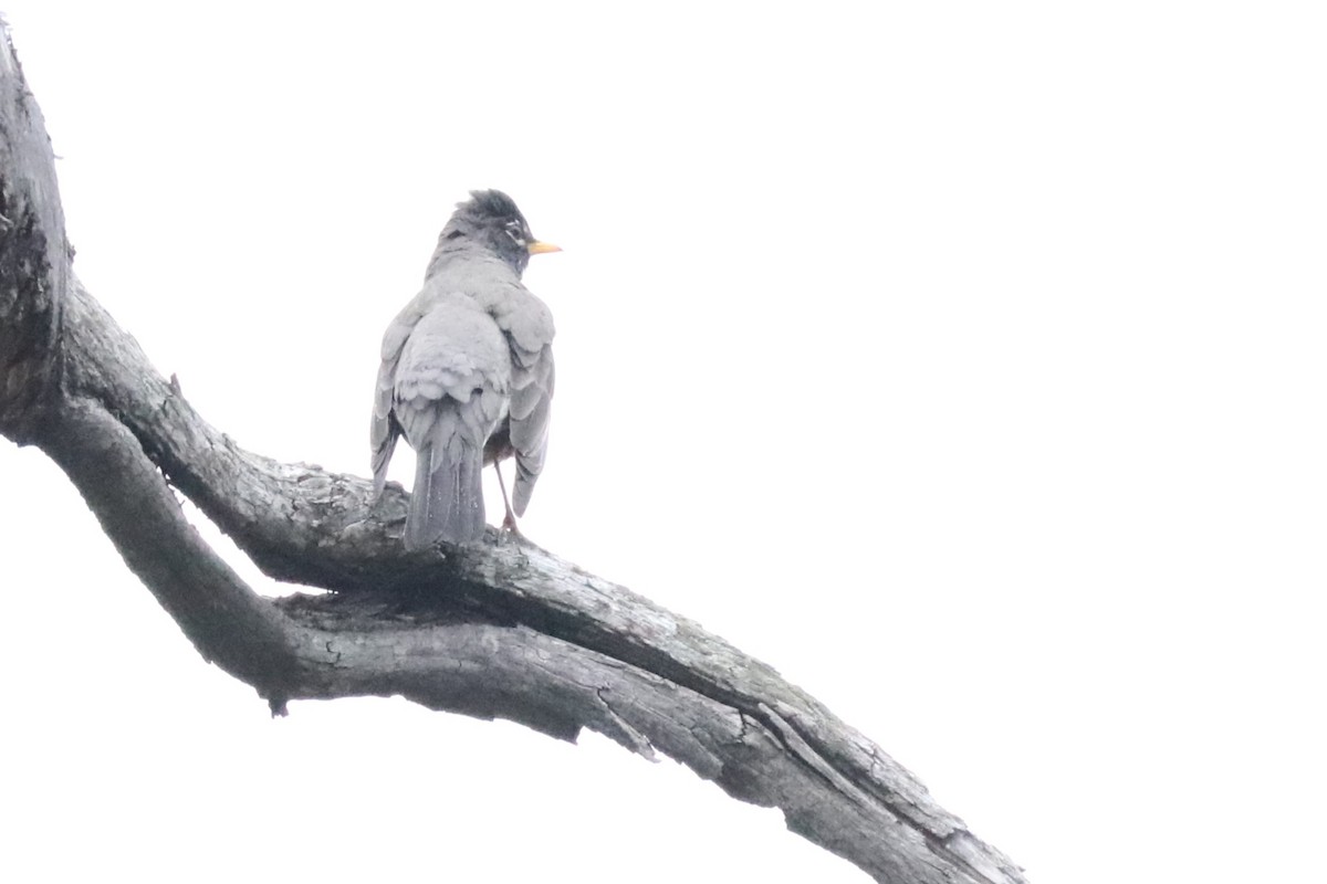 American Robin - ML620181896