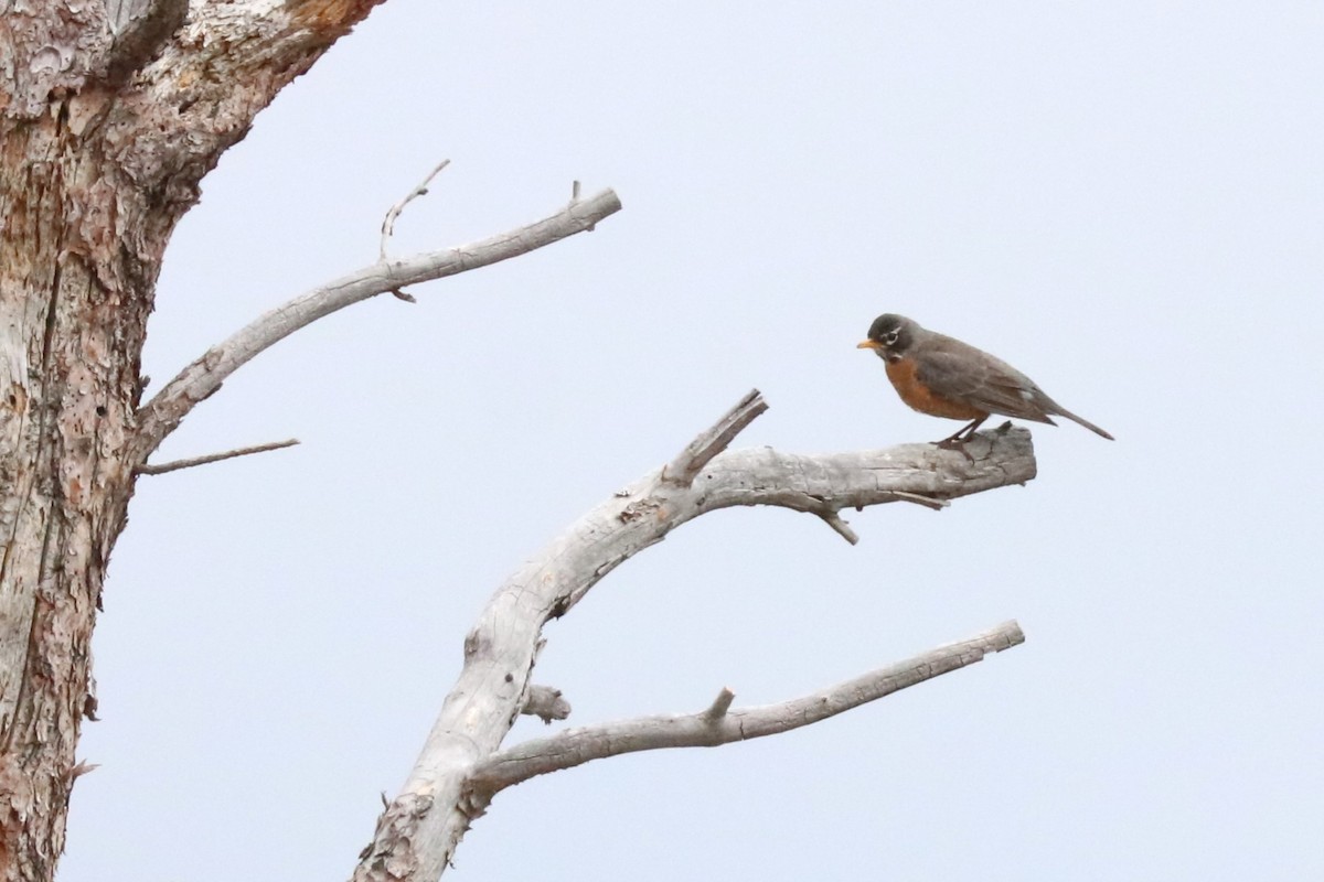 American Robin - ML620181897