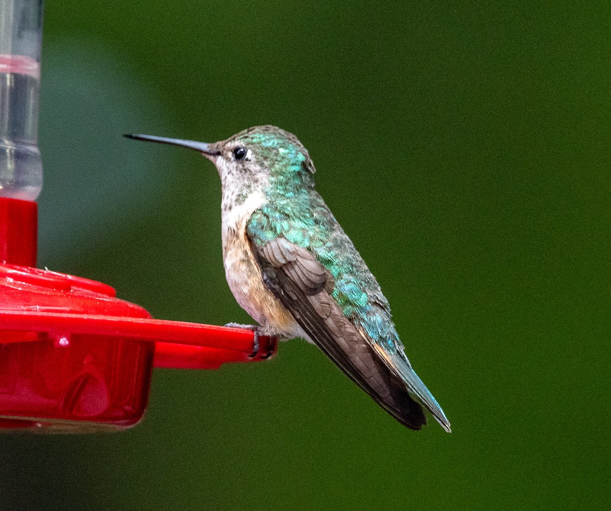 Broad-tailed Hummingbird - ML620181898