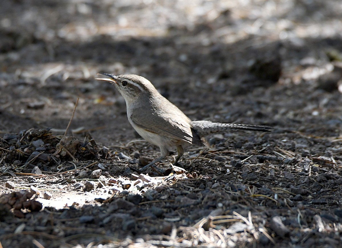 Bewick's Wren - ML620181901