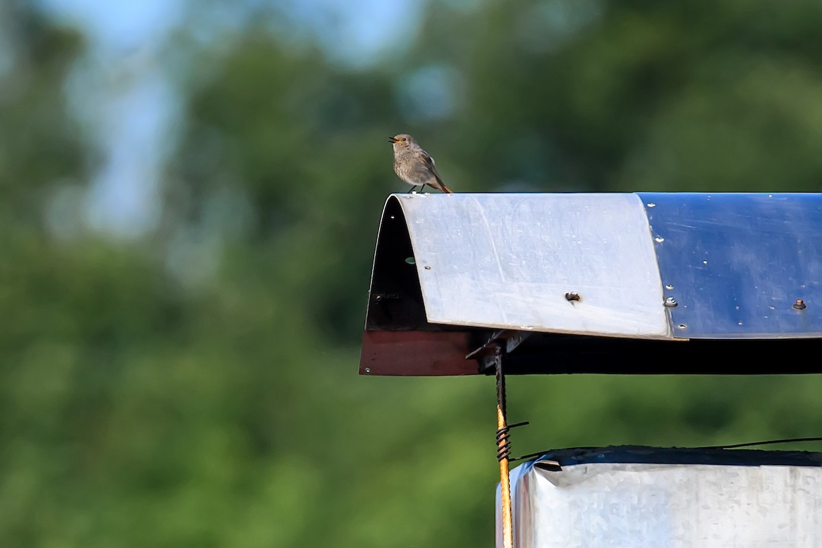 Black Redstart - ML620181904