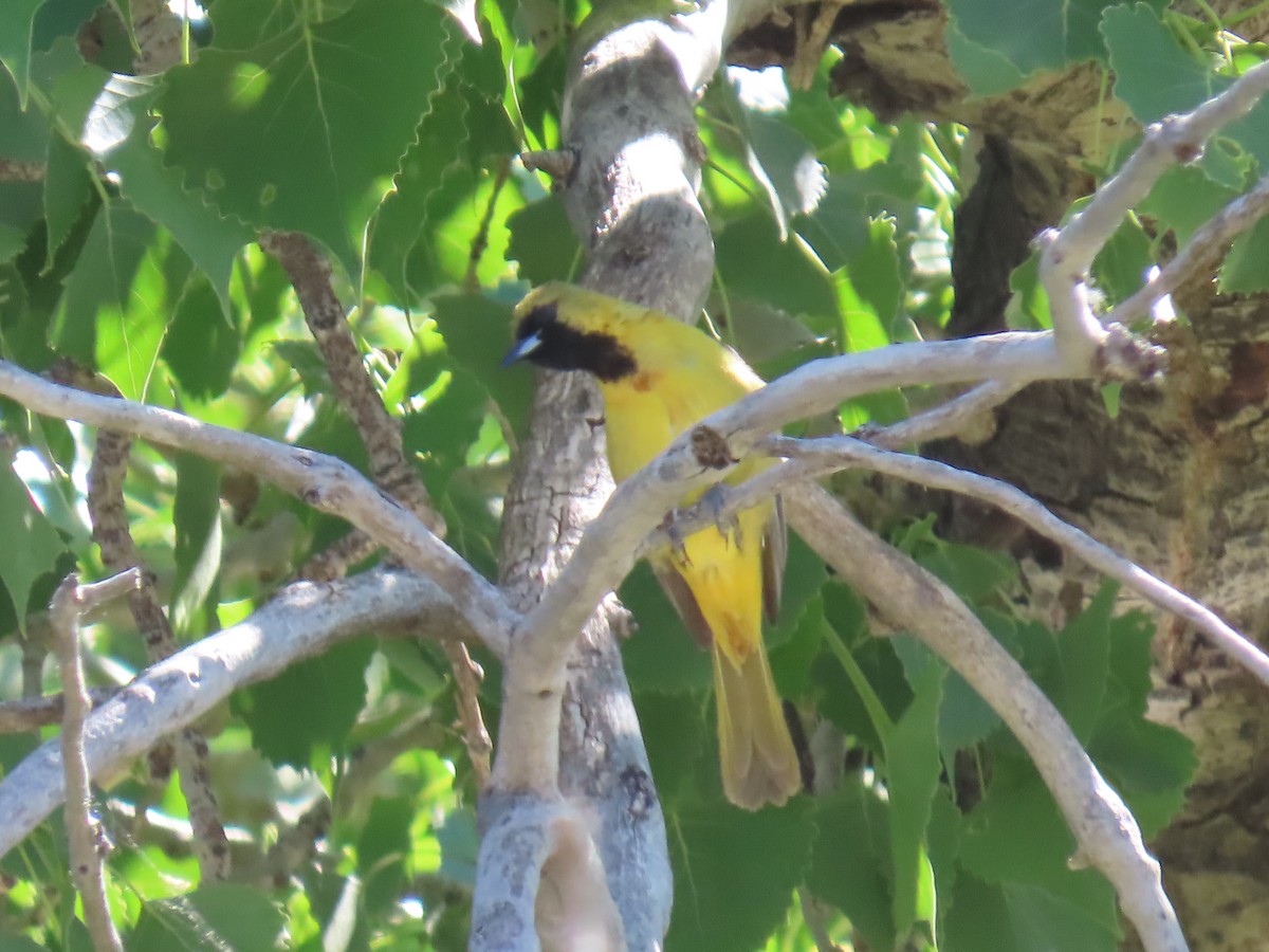 Orchard Oriole - ML620181905