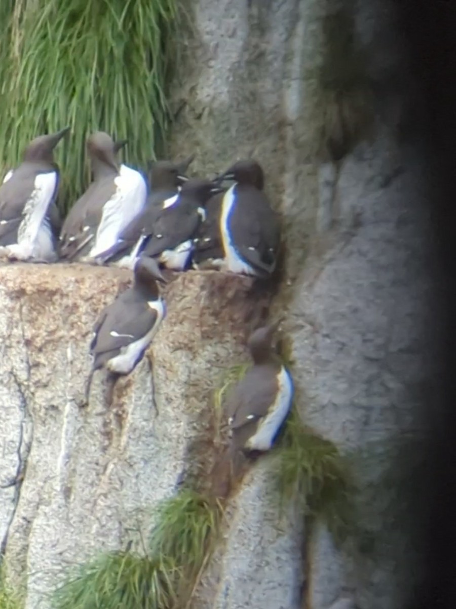 Common Murre - ML620181910