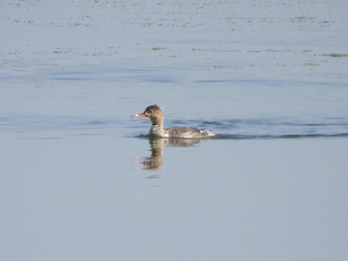 Red-breasted Merganser - ML620181920