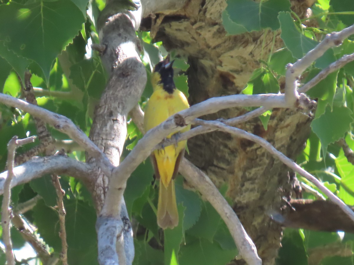 Orchard Oriole - ML620181923