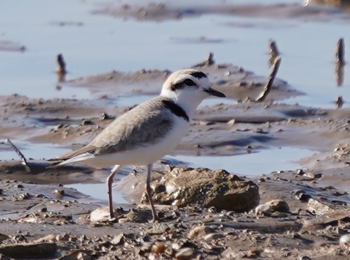 Snowy Plover - ML620181927