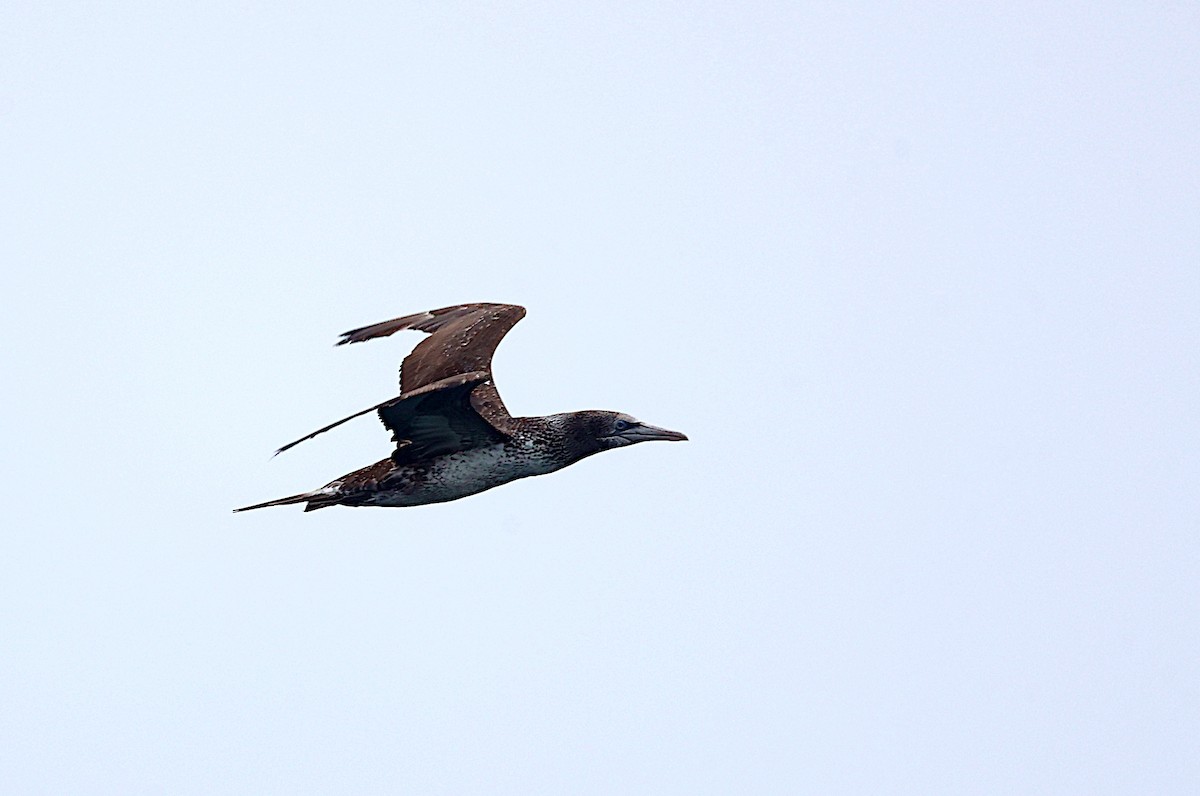 Northern Gannet - ML620181931