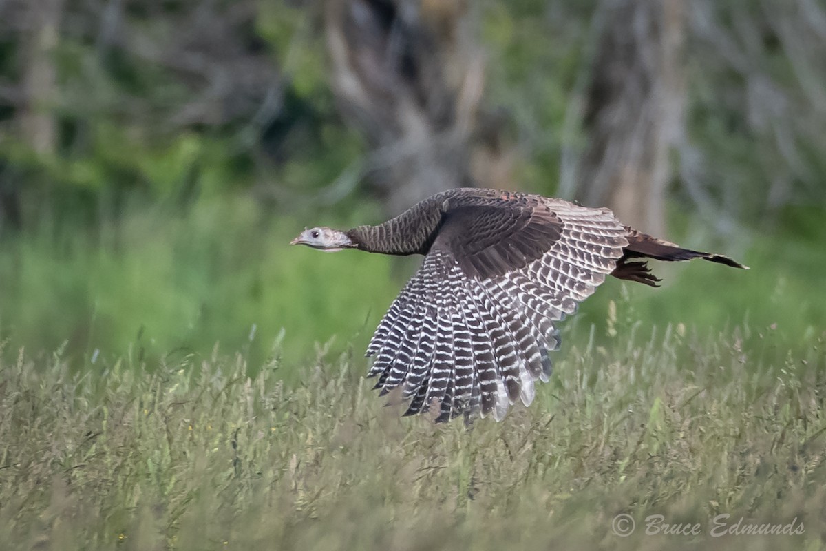 Wild Turkey - ML620181945