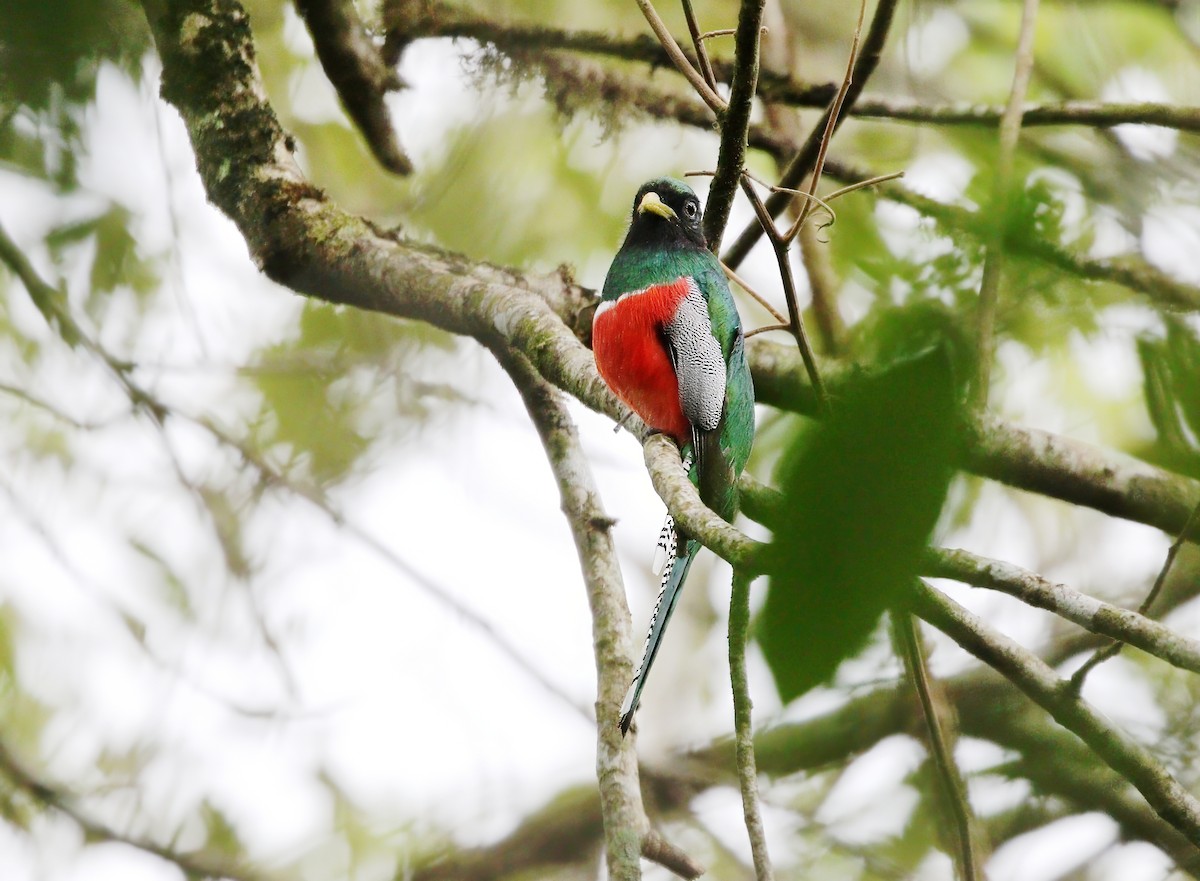 Collared Trogon - ML620181946