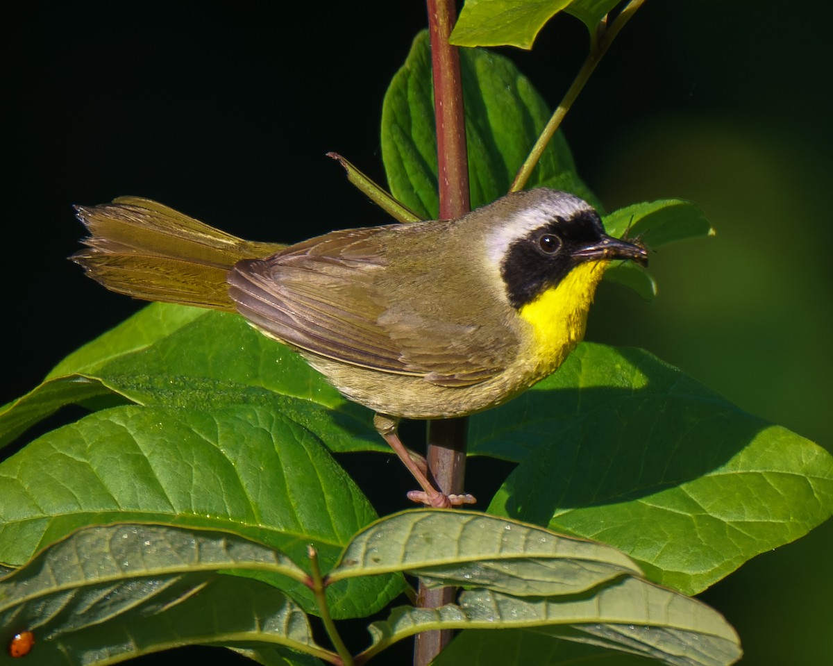 Common Yellowthroat - ML620181948