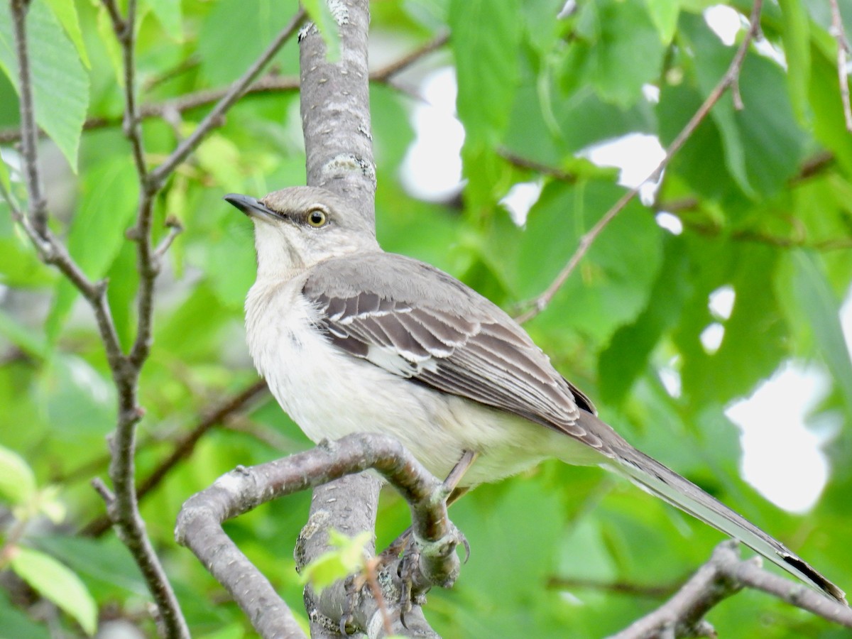 Northern Mockingbird - ML620181956