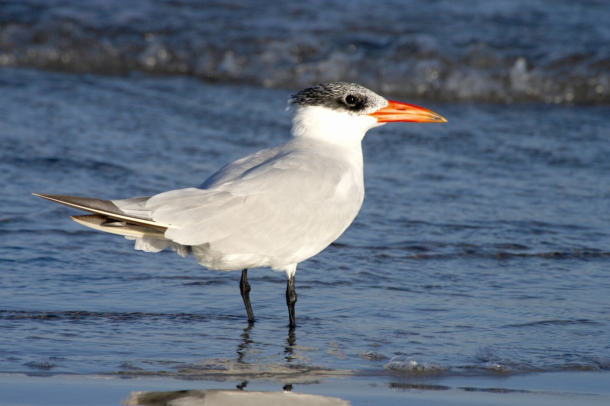 Caspian Tern - ML620181960