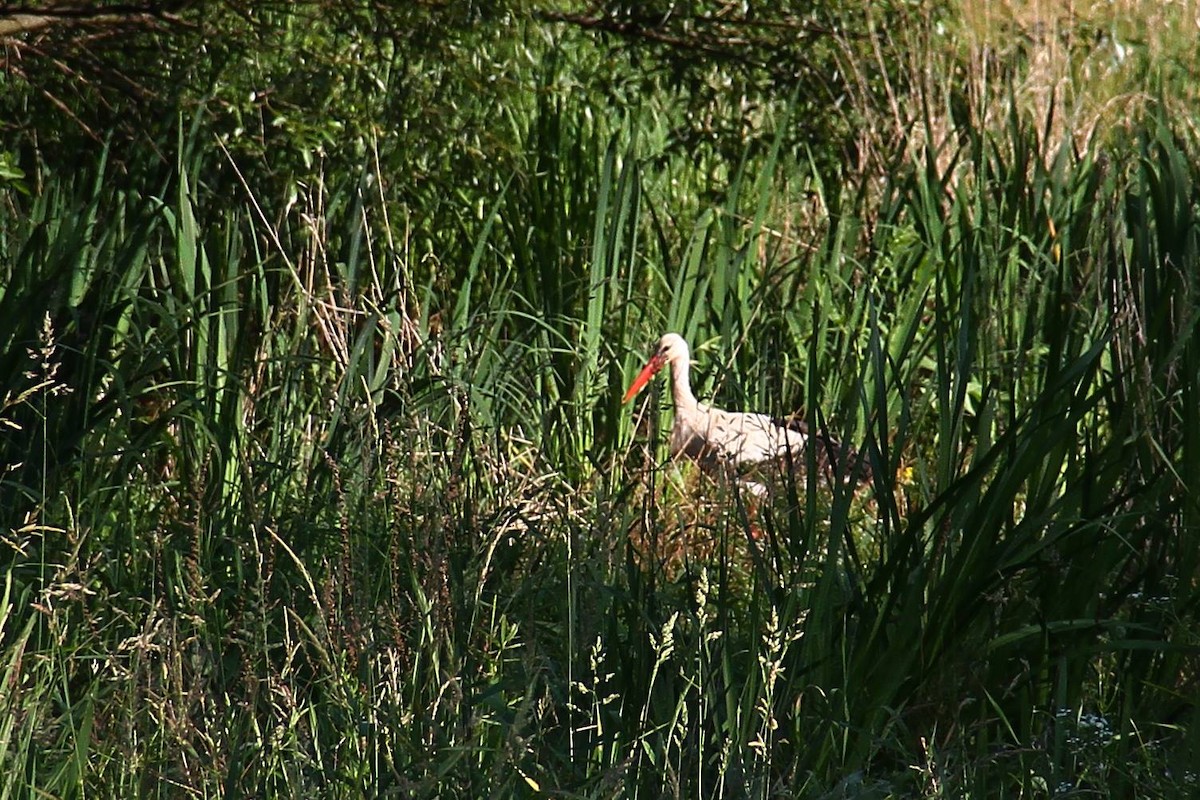 White Stork - ML620181964