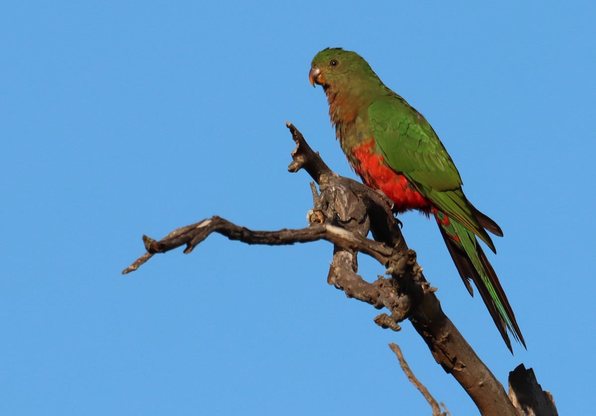 Australian King-Parrot - ML620181974