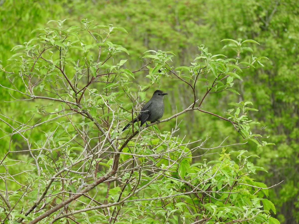 Gray Catbird - ML620181979