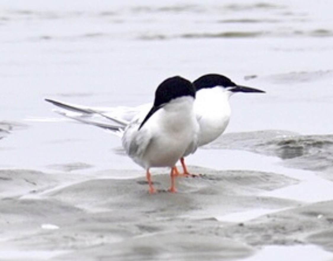 Roseate Tern - ML620181992