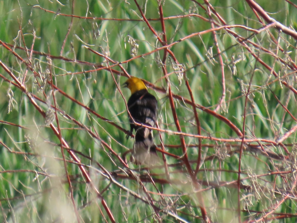 Yellow-headed Blackbird - ML620181998