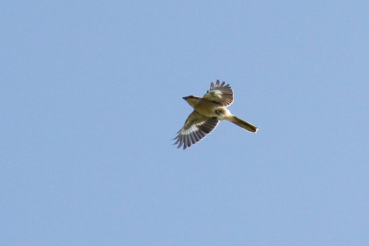 Great Gray Shrike - ML620181999