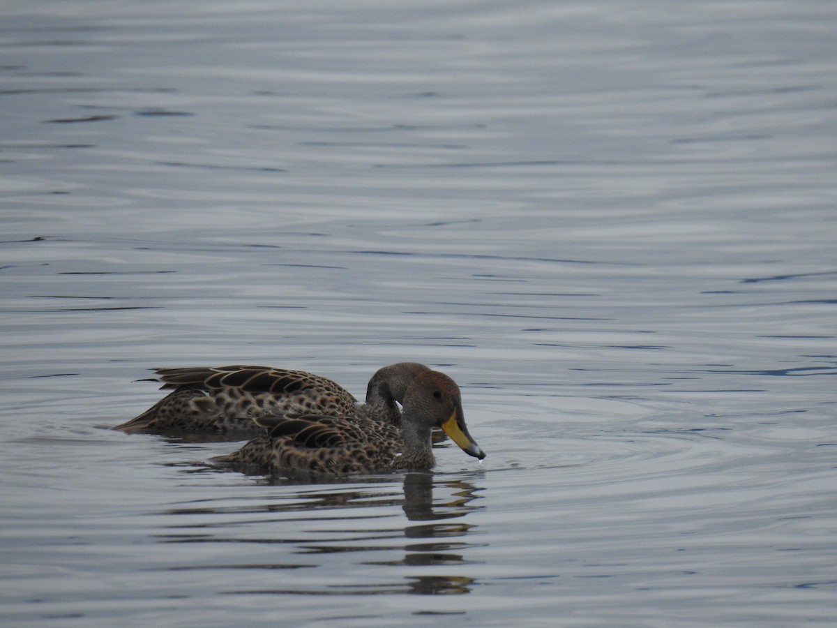 Yellow-billed Pintail - ML620182000