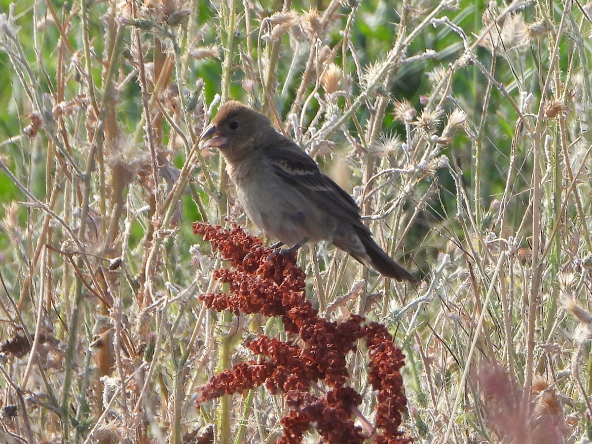 Blue Grosbeak - ML620182001