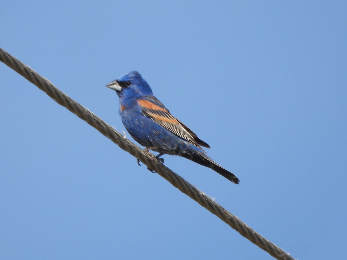 Blue Grosbeak - ML620182003