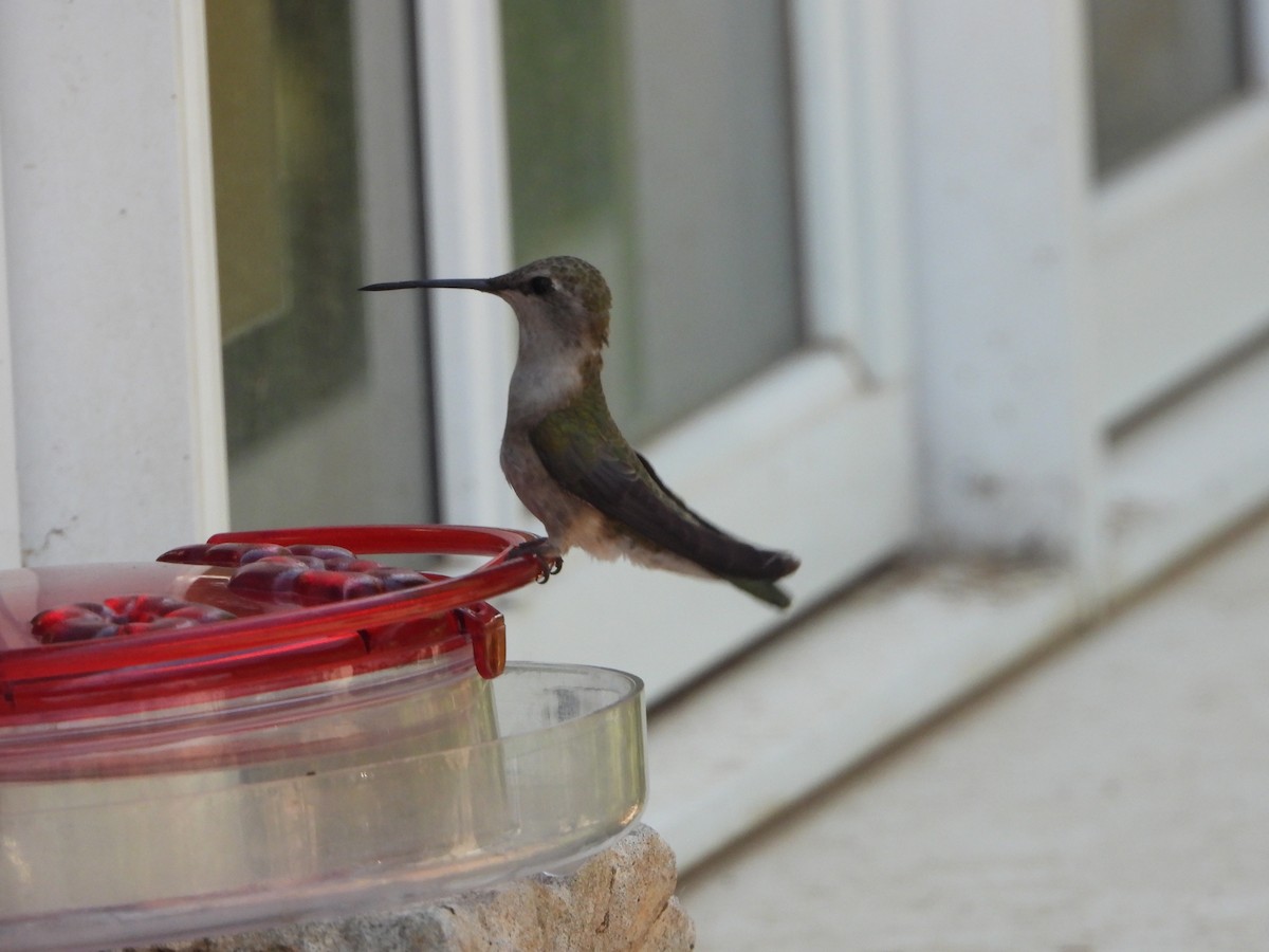 Black-chinned Hummingbird - ML620182010