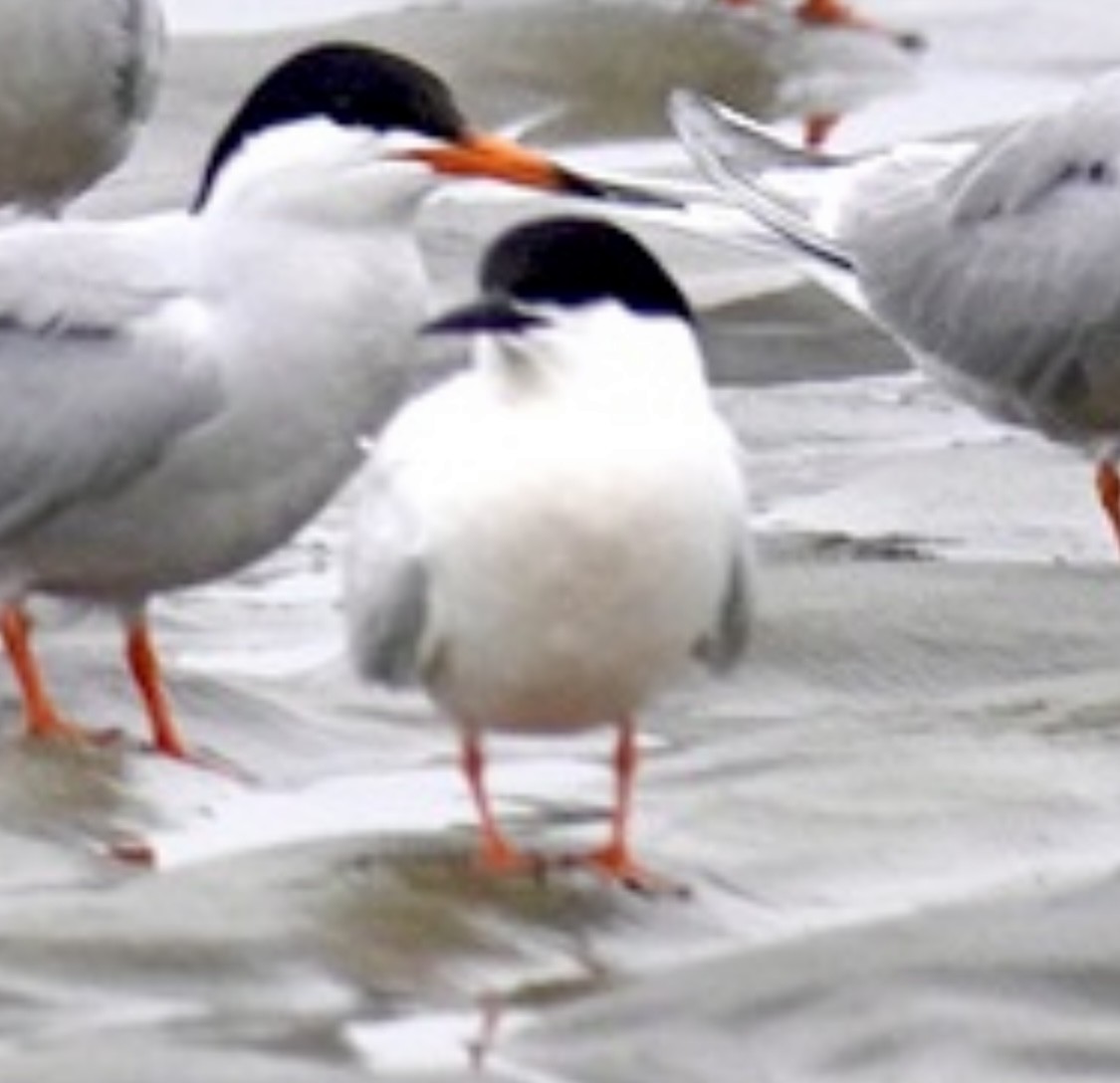 Roseate Tern - ML620182011