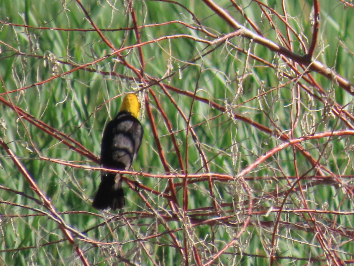 Yellow-headed Blackbird - ML620182013
