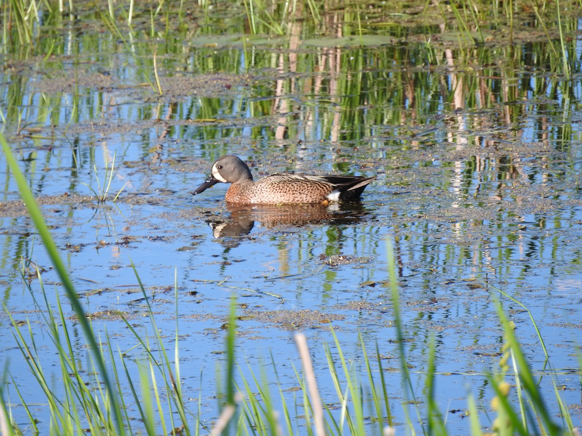 Blue-winged Teal - ML620182016