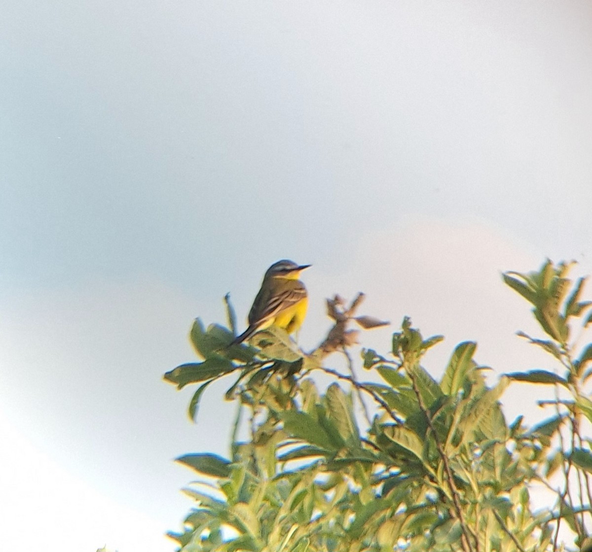 Western Yellow Wagtail - ML620182017